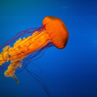 Bocina Bluetooth Portatil IPX7